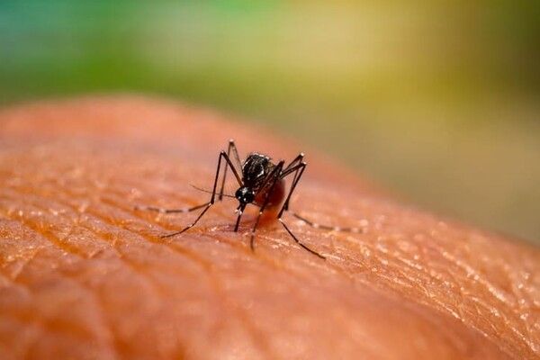 ⓒ게티이미지뱅크(이집트숲모기)