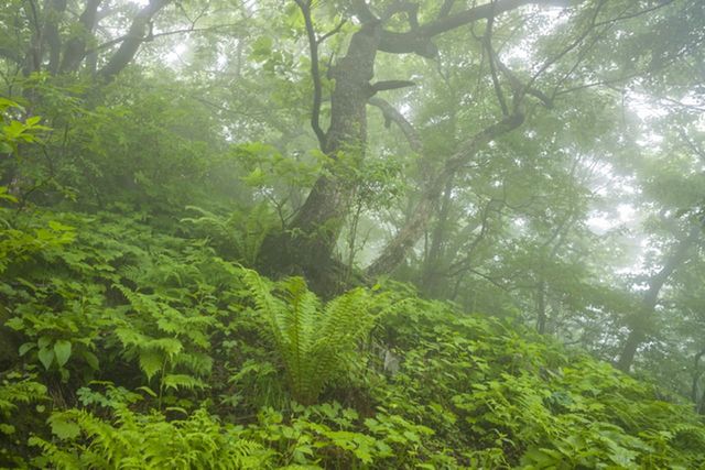 ⓒ게티이미지뱅크(덕유산)