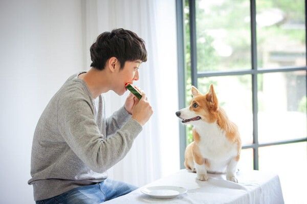 ⓒ게티이미지뱅크(반려견)