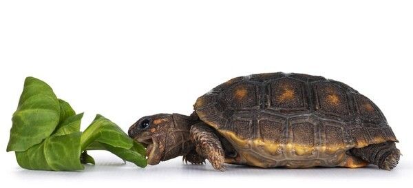 ⓒ게티이미지뱅크(거북)