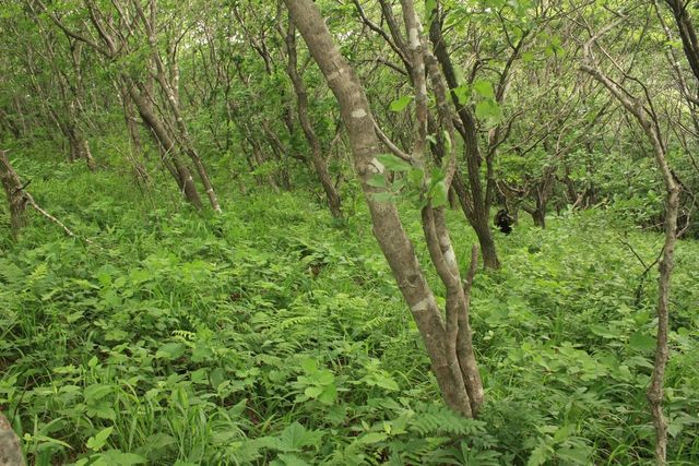 ⓒ게티이미지뱅크(치악산)