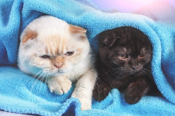 ⓒ게티이미지뱅크(고양이)