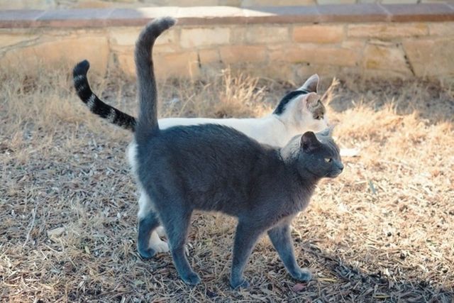 ⓒ게티이미지뱅크(고양이)