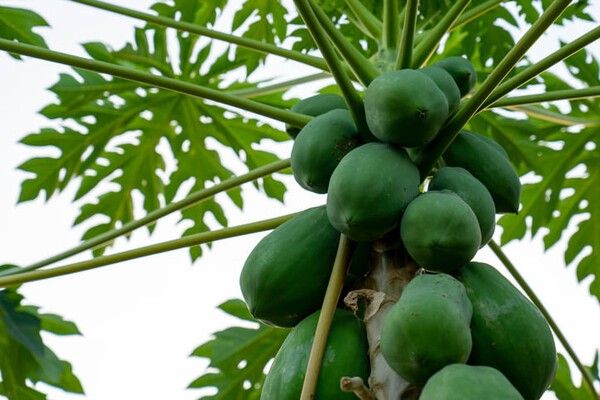 ⓒ게티이미지뱅크(파파야)