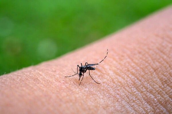 ⓒ게티이미지뱅크(모기)