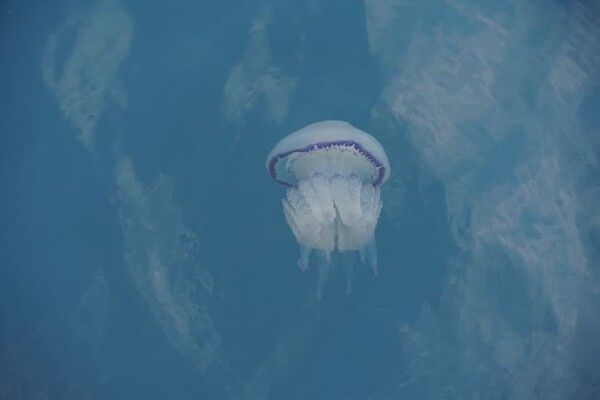 ⓒ게티이미지뱅크(해파리)