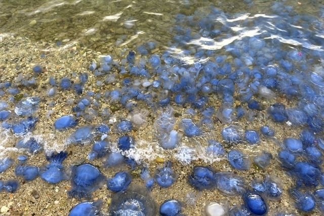 ⓒ게티이미지뱅크(제주 바다)