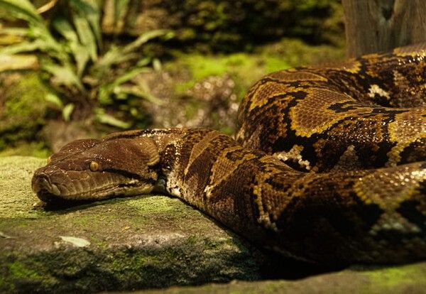 ⓒ게티이미지뱅크(비단뱀)