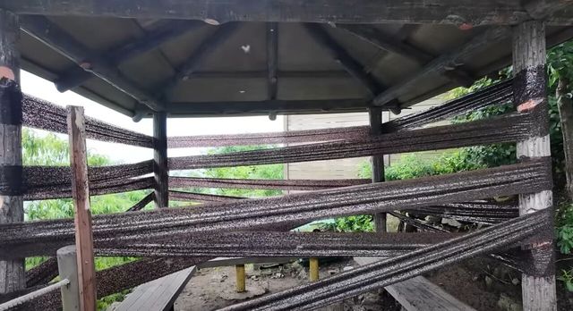 계양산 러브버그