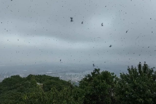 계양산 러브버그