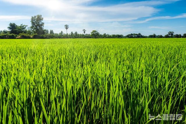 ⓒ게티이미지뱅크(여름)