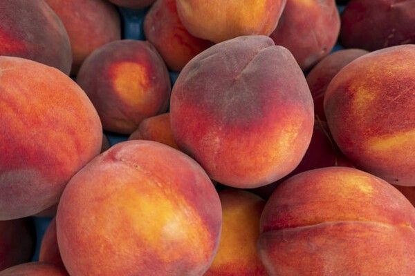 ⓒ게티이미지뱅크(복숭아)