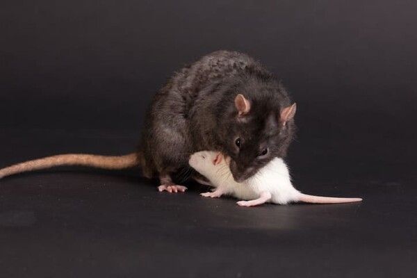 ⓒ게티이미지뱅크(쥐)