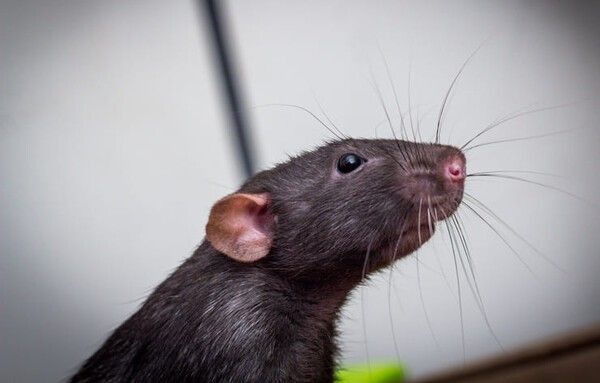 ⓒ게티이미지뱅크(쥐)