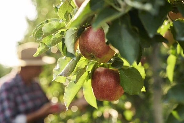 ⓒ게티이미지뱅크(사과 재배)