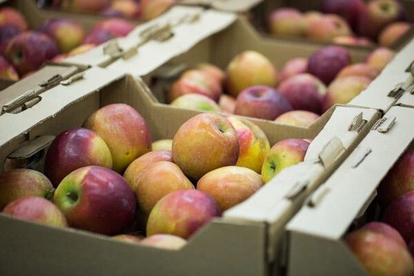 ⓒ게티이미지뱅크(사과)