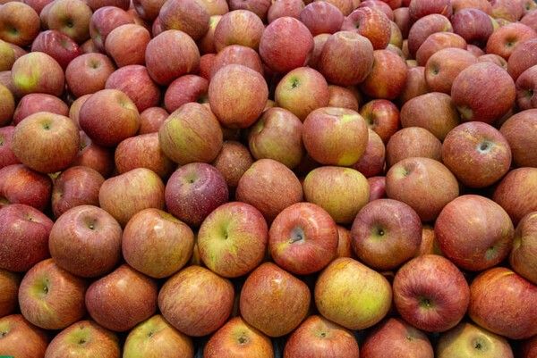 ⓒ게티이미지뱅크(사과)