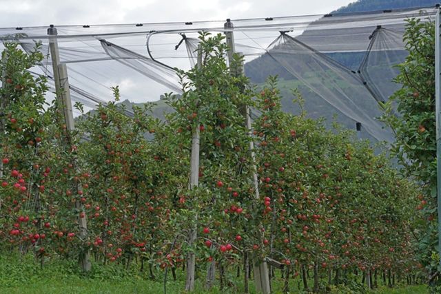 ⓒ게티이미지뱅크(사과 재배)