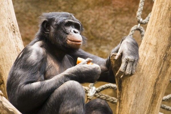 ⓒ게티이미지뱅크(침팬지)