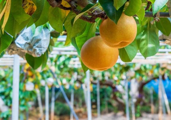 ⓒ게티이미지뱅크(배)