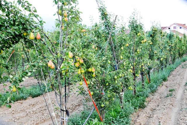 ⓒ게티이미지뱅크(배 과수원)