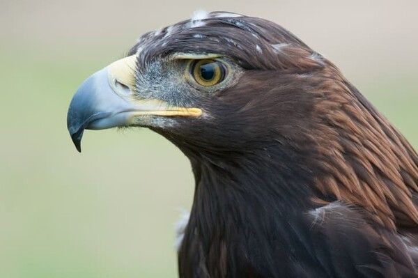 ⓒ게티이미지뱅크(검독수리)