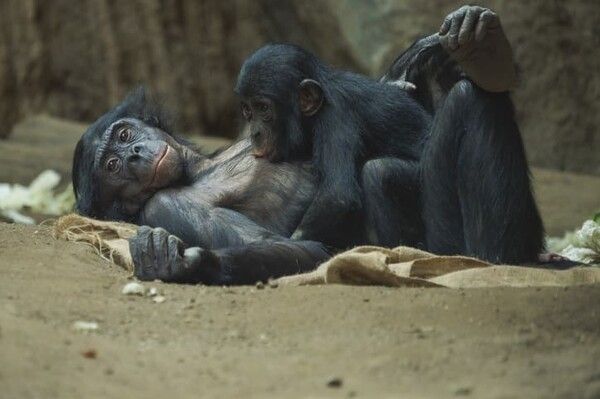 ⓒ게티이미지뱅크(침팬지)