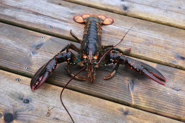 ⓒ게티이미지뱅크(미국가재)