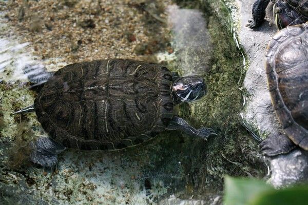 ⓒ게티이미지뱅크(남생이)