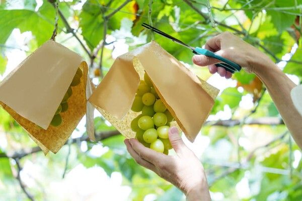 ⓒ게티이미지뱅크(샤인머스캣)