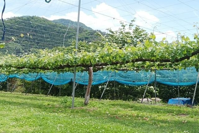 ⓒ게티이미지뱅크(샤인머스캣)