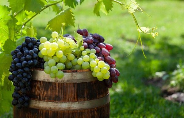 ⓒ게티이미지뱅크(포도)