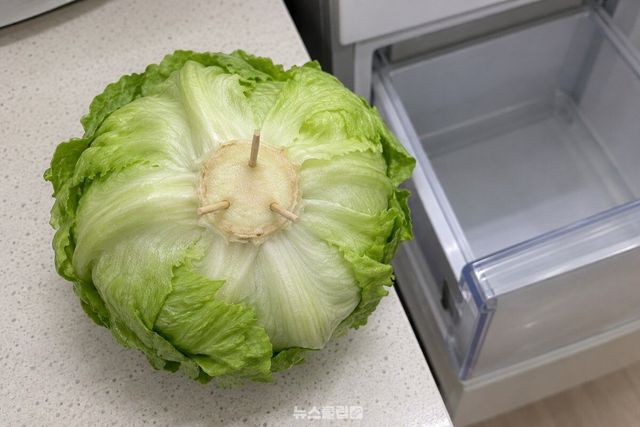 양상추 밑동의 심에 이쑤시개 세 개를 깊이 꽂아 둔 모습이다. / 기사 이해를 돕기 위한 생성형 이미지