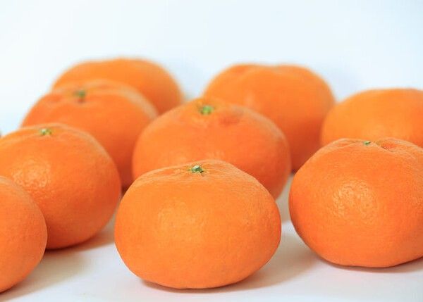 ⓒ게티이미지뱅크(레드향)