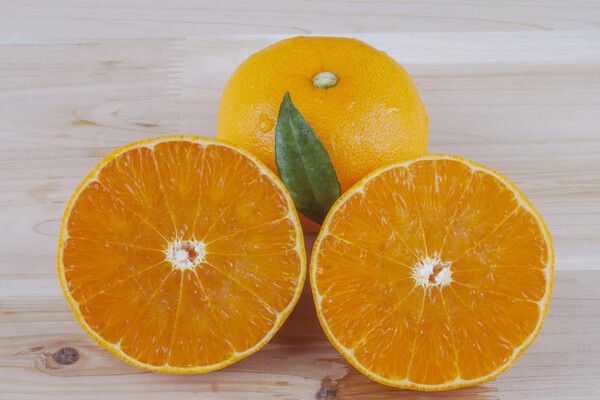 ⓒ게티이미지뱅크(천혜향)