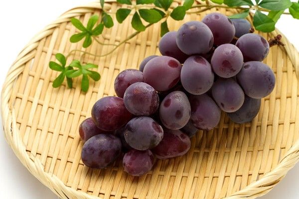 ⓒ게티이미지뱅크(글로리스타)