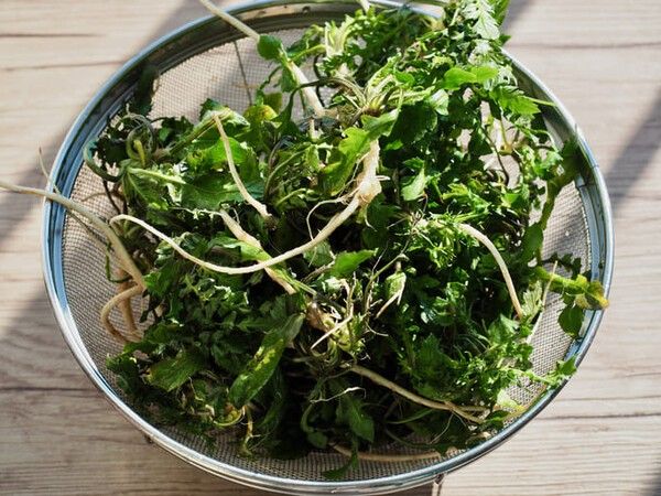 ⓒ게티이미지뱅크(냉이)