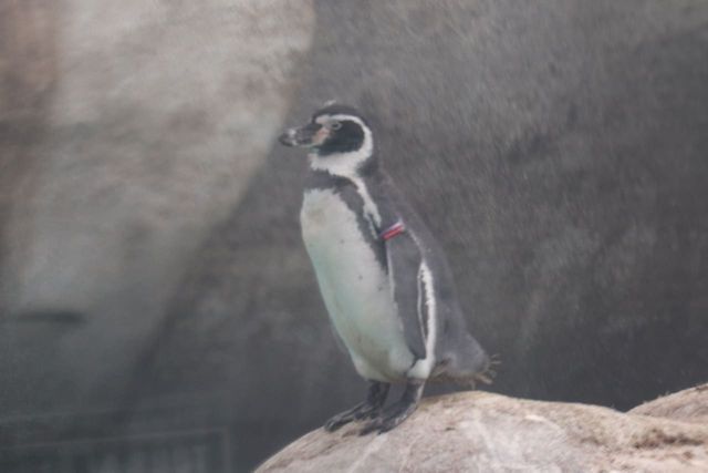 ⓒ게티이미지뱅크(펭귄)