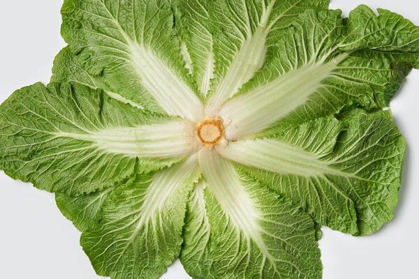 ⓒ게티이미지뱅크(봄동)