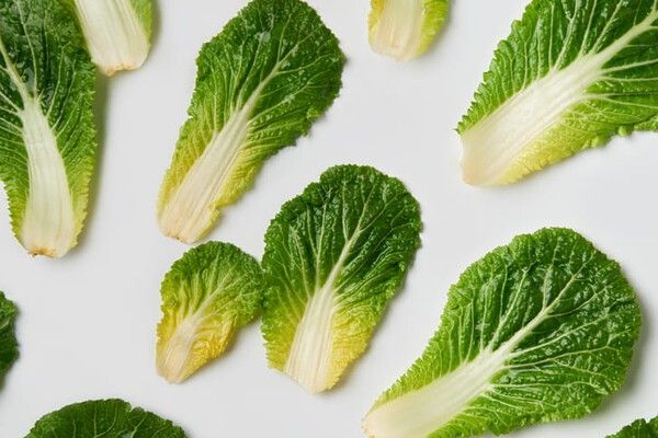 ⓒ게티이미지뱅크(봄동)