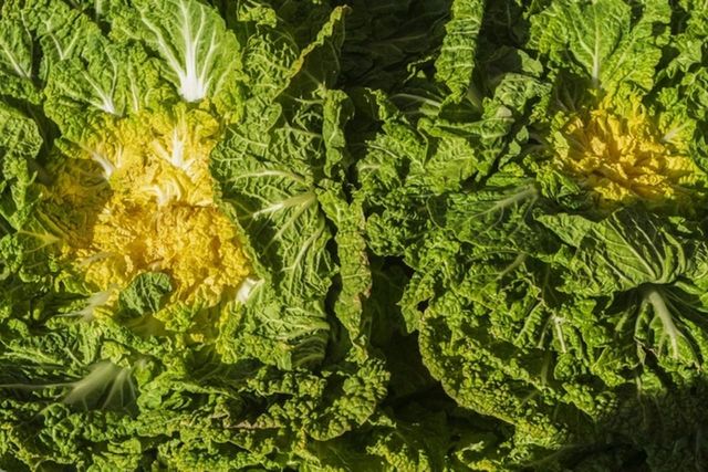 ⓒ게티이미지뱅크(봄동)