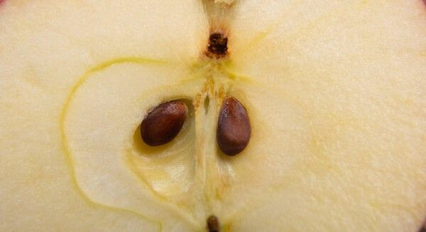 ⓒ게티이미지뱅크(사과씨)