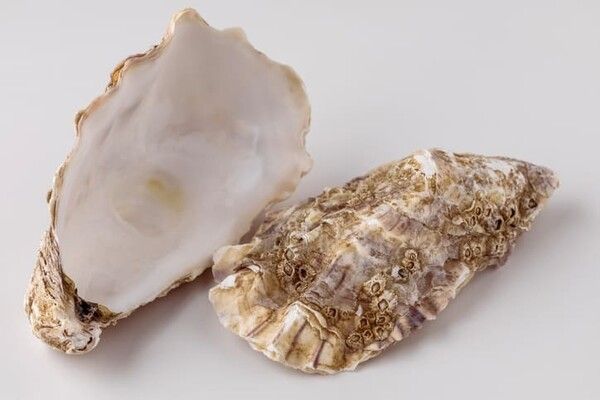 ⓒ게티이미지뱅크(굴 껍데기)