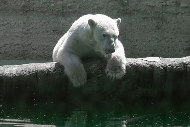 ⓒ게티이미지뱅크(북극곰)