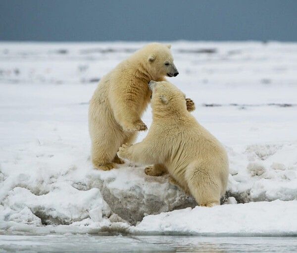 ⓒ게티이미지뱅크(북극곰)