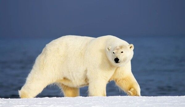 ⓒ게티이미지뱅크(북극곰)