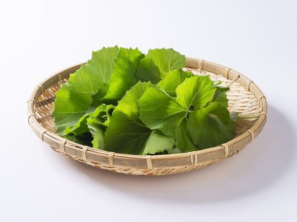 ⓒ게티이미지뱅크(머위)