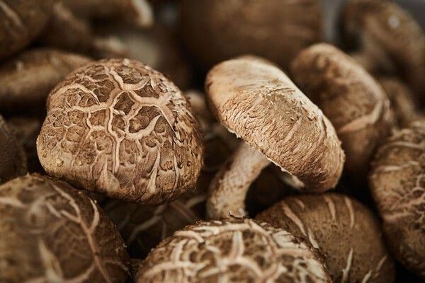 ⓒ게티이미지뱅크(표고버섯)