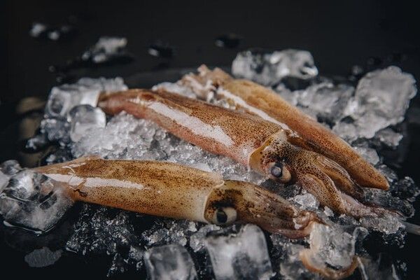 ⓒ게티이미지뱅크(오징어)