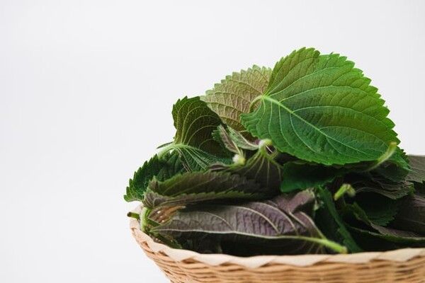 ⓒ게티이미지뱅크(깻잎)